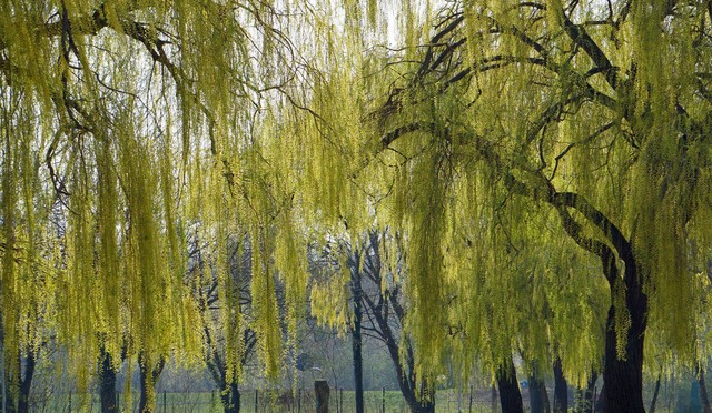 陰樹種植禁忌_哪五種樹_不吉利樹木種類