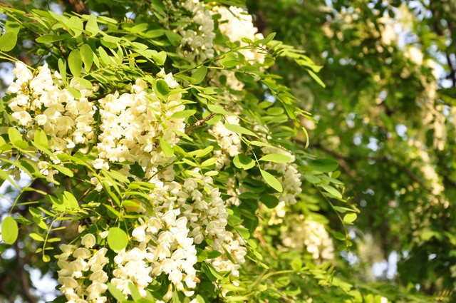 不吉利樹木種類_陰樹種植禁忌_哪五種樹