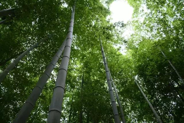 竹制家居創新_竹板材_竹文化傳承與設計